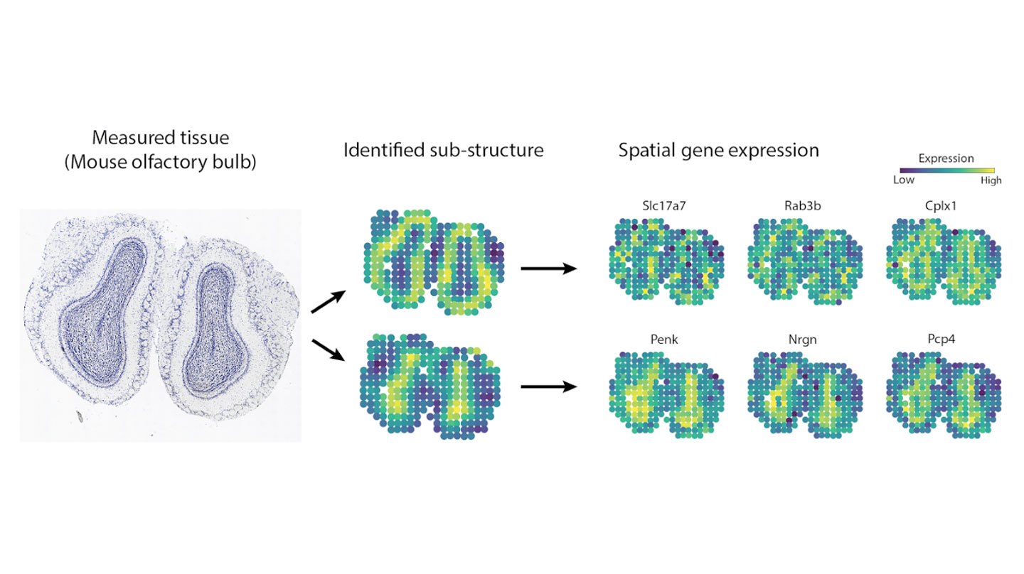 Gene Expression