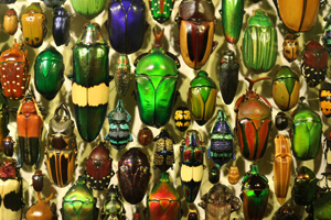 There are believed to be approximately 1-1.5 milllion different species of beetles