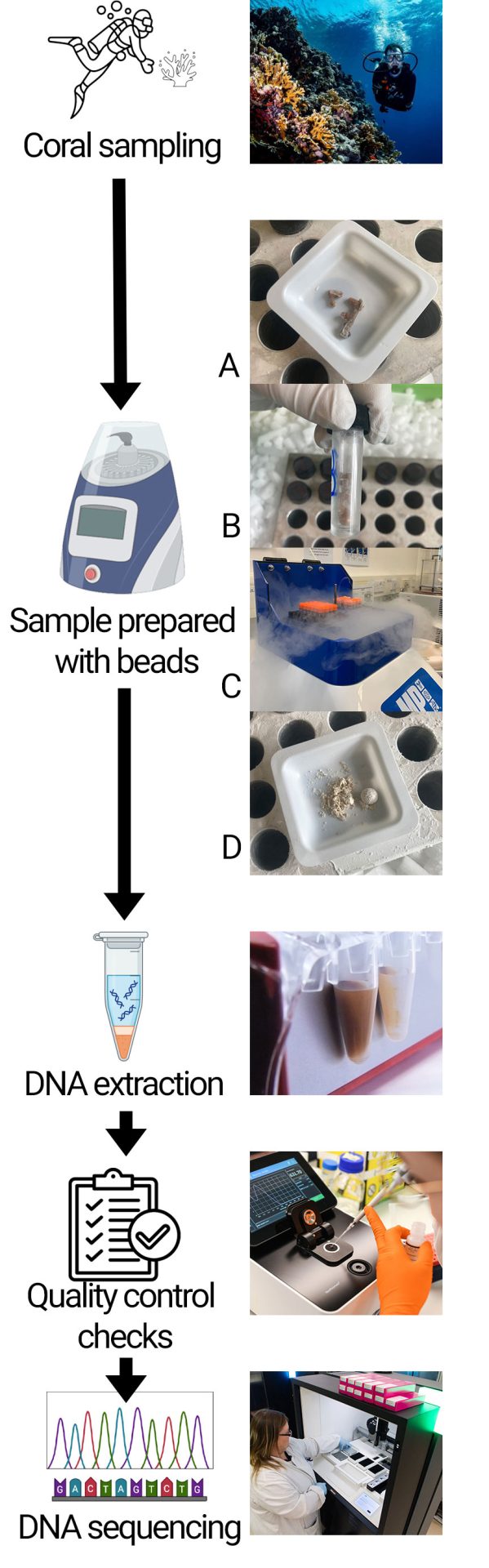 Coral_DNA_Sample_Prepare_Extract_QC_Sequence_Process_vertical How the Sanger Institute processes coral samples for genome sequencing