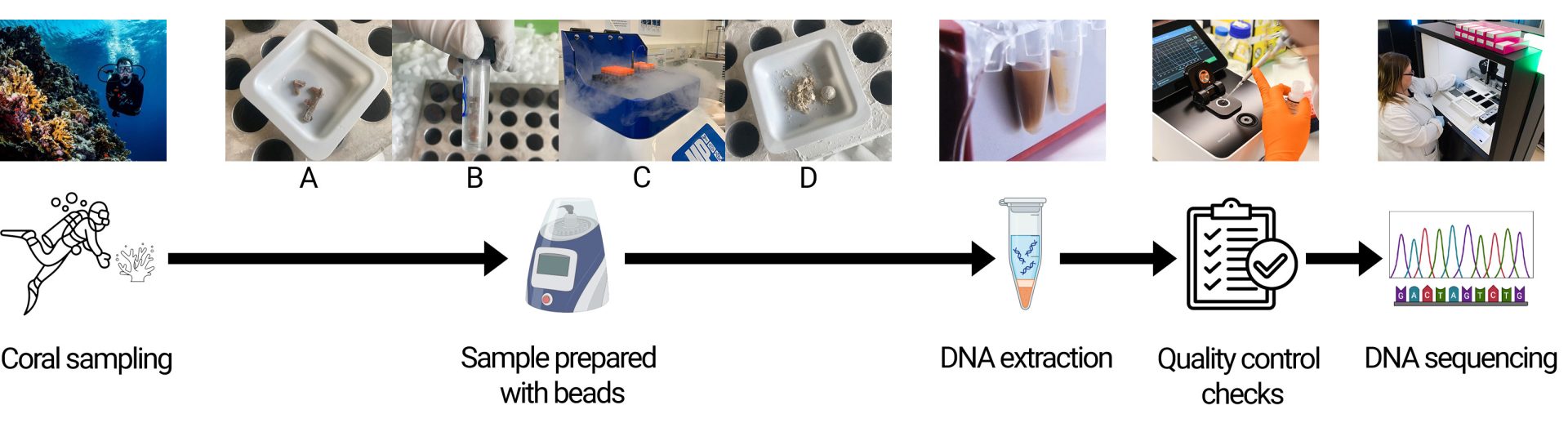 Sanger-ASG-Coral-Sequencing2 How the Sanger Institute processes coral samples for genome sequencing